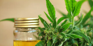 Charakterystyka nasion konopi