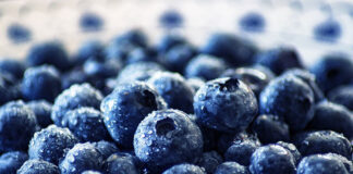 Liść i owoc borówki czernicy