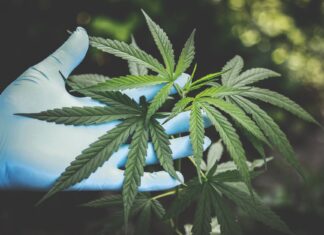 Działanie i zastosowanie olejku CBD – wszystko, co warto wiedzieć na ten temat! cbd
