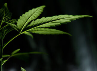 Olejki CBD