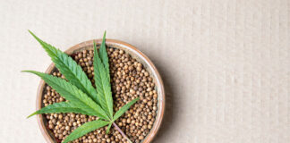 Co to są nasiona marihuany feminizowane