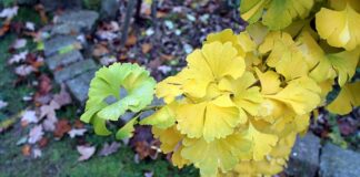 Miłorząb japoński