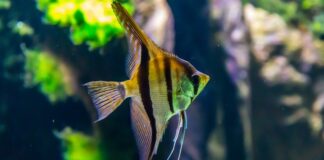 Kiedy wybrać do akwarium filtr zewnętrzny