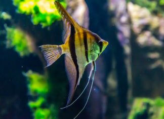 Kiedy wybrać do akwarium filtr zewnętrzny