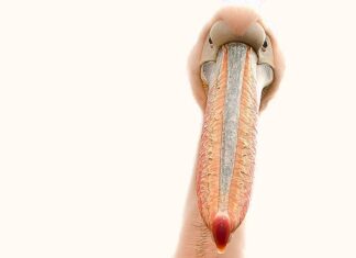 Czym można zrobić wzorki na paznokciach?