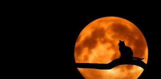 Czym zlikwidować czarne wągry na nosie?