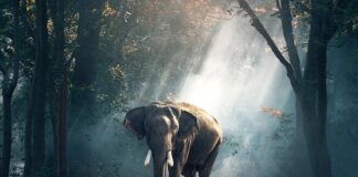 Jak szybko pozbyć się dzikiego mięsa?