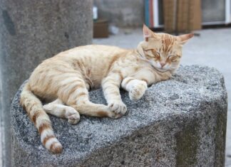 Czy opłaca się przedłużać włosy?