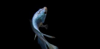 Czym malować zdobienia na paznokciach?