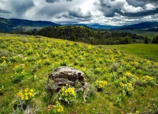 Co zamiast balsamu do ust? Co zamiast balsamu do ust?