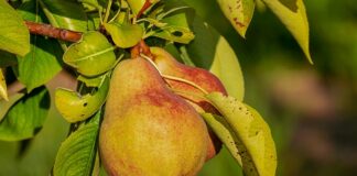 Czy odżywkę do brody trzeba spłukać?