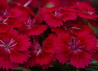 Jaki pędzelek do kresek?