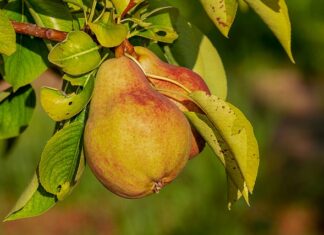 Co zamiast odżywki do włosów?