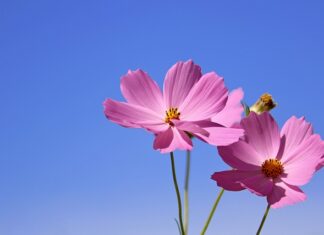 Jak się robi kwiatki na paznokciach?