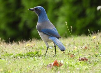 Czy scrub się zmywa? Czy scrub się zmywa?