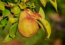 Jaka jest najlepsza odżywka do paznokci? Jaka jest najlepsza odżywka do paznokci?