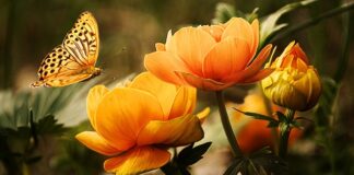 Jak się myje rzęsy?