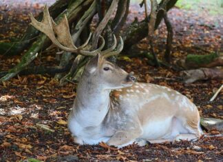 Ile razy w ciągu dnia kot sika?
