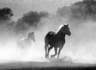 Czy można stosować pyłek na zwykły lakier do paznokci?