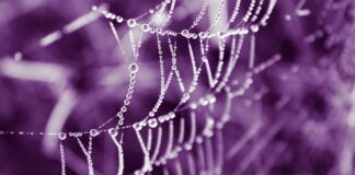 Jakie Zaperfumowanie mają oryginalne perfumy?