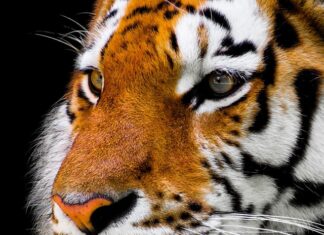 Czy można golić wąsy w wieku 15 lat? Czy można golić wąsy w wieku 15 lat?