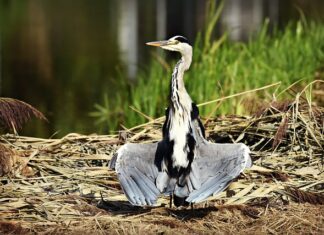 Jak suszyć pędzle?