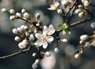 Czy Octenisept jest dobry na trądzik?