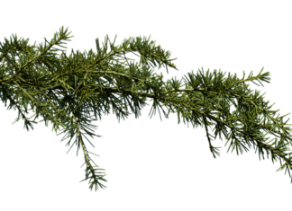 Co na zatkane pory? Co na zatkane pory?