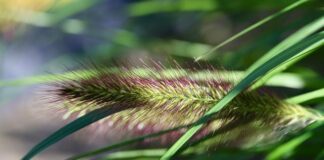 Z jakiego włosia Pędzel do golenia?