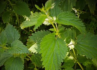 Czy parafina pomaga na reumatyzm?