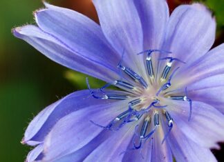 Z jakiej strony zamawiać zamienniki perfum?