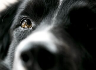 Co to jest Black Head?