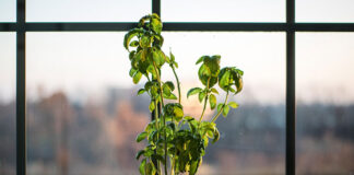 Jak działają zioła na mięśniaki macicy